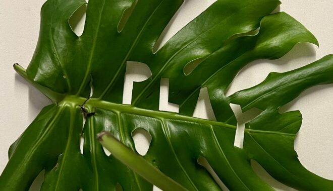 Photo: Lauren Swain. The word 'play' cut out of a large monstera leaf.