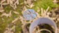 Forest production photo: Laura May Grogan. A round mirror lies on leaf-covered grass, reflecting the trees overhead. A lampshade sits next to it.